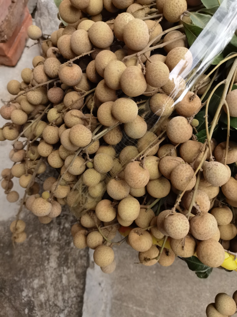 广西龙眼工厂果大量供应价格美丽