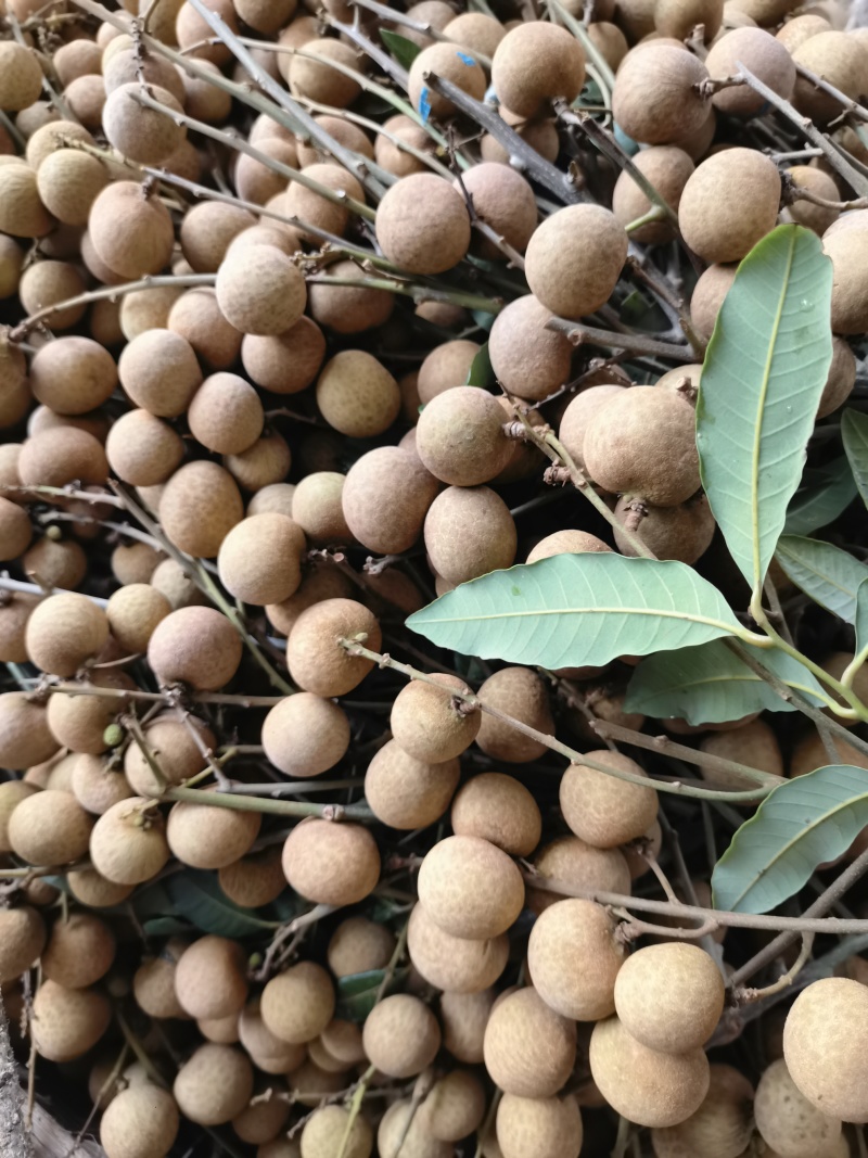 广西龙眼工厂果大量供应价格美丽