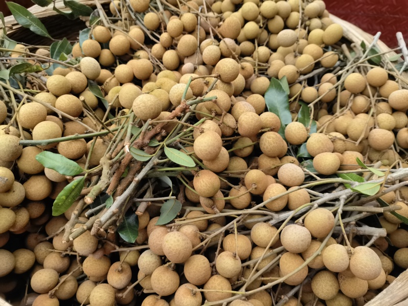广西龙眼工厂果大量供应价格美丽