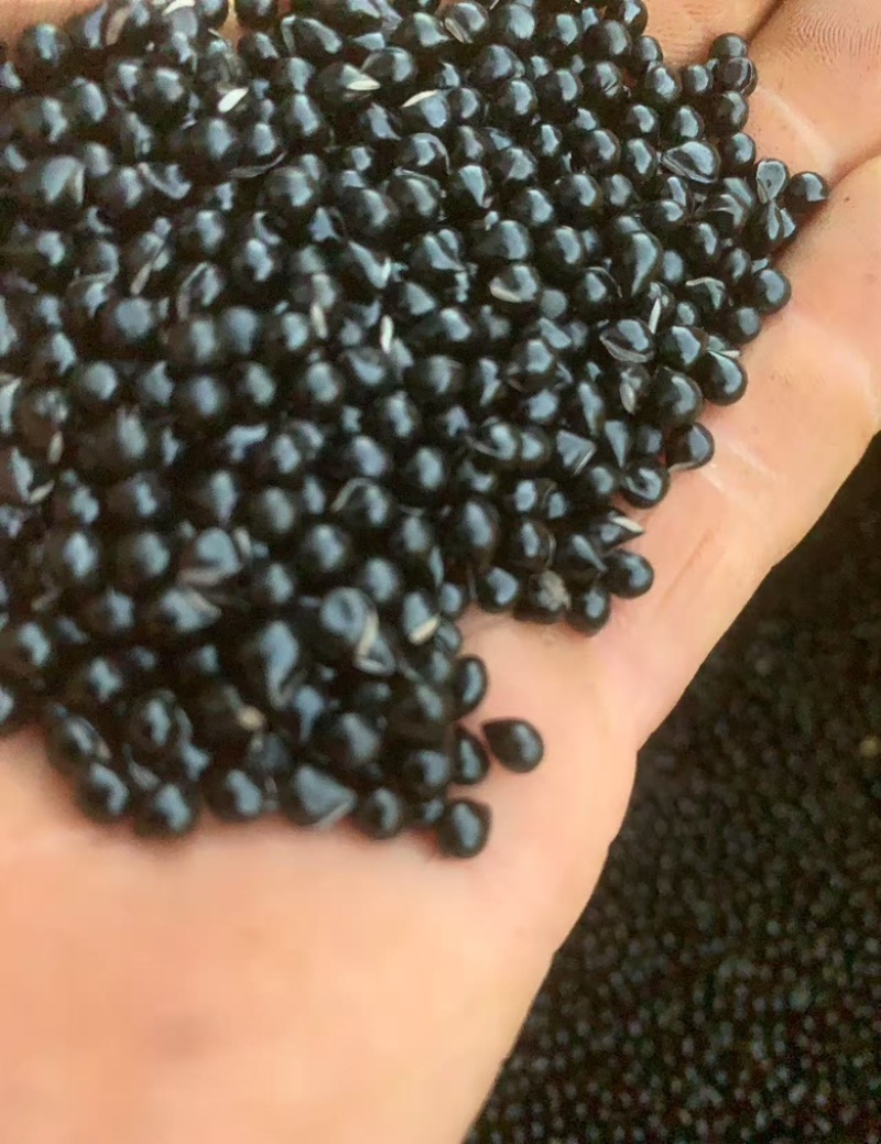 阔叶白鲜皮手选新种子