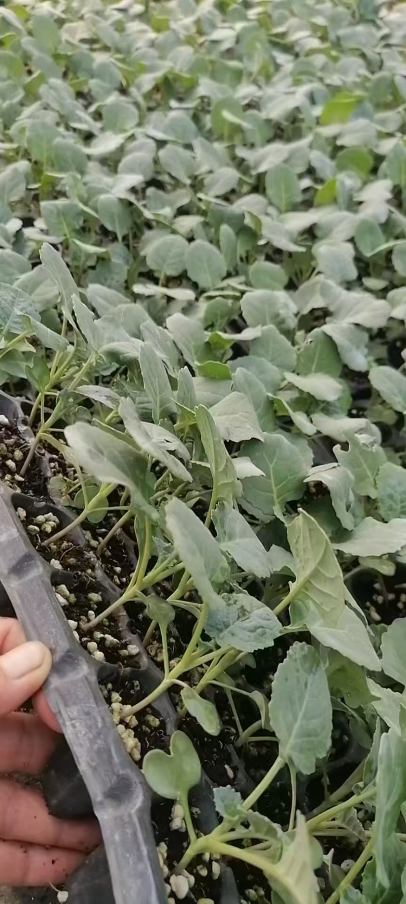 西兰花炎秀西兰花苗耐寒优秀西兰花苗苗场直发
