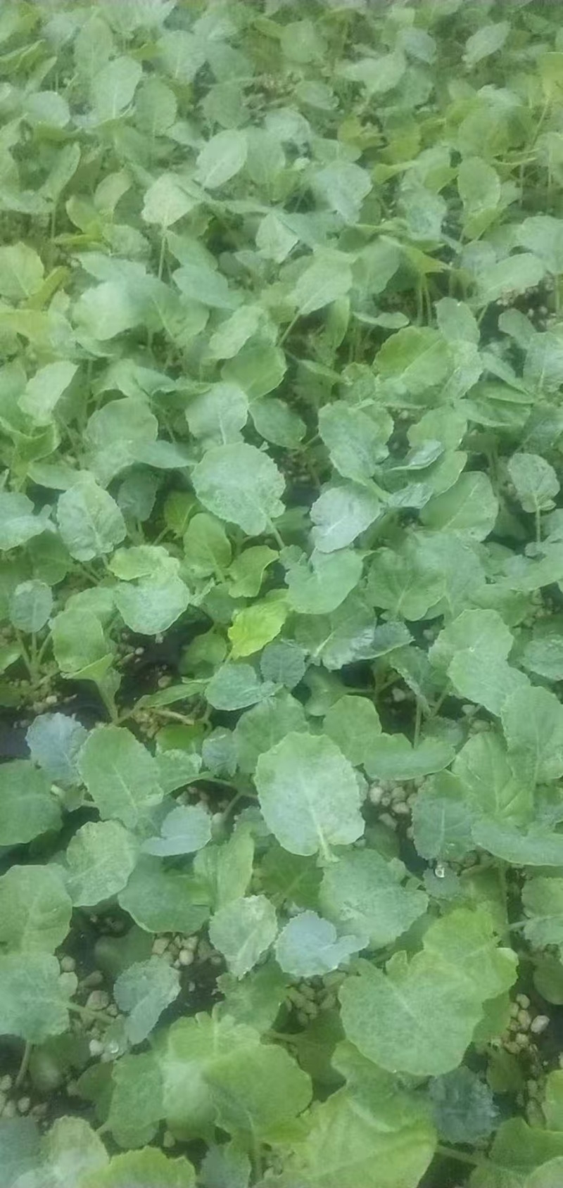 西兰花炎秀西兰花苗耐寒优秀西兰花苗苗场直发