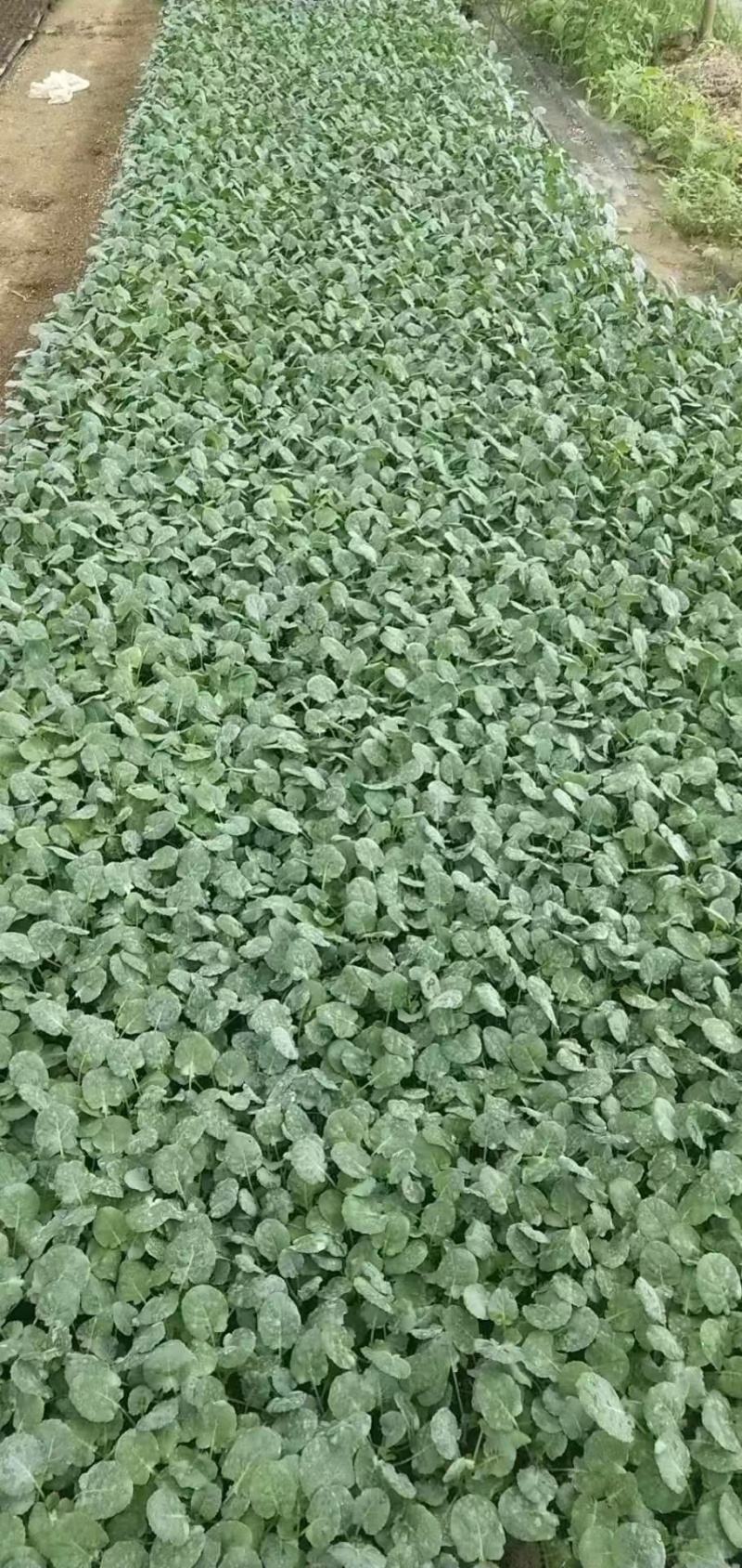 西兰花炎秀西兰花苗耐寒优秀西兰花苗苗场直发