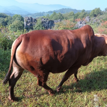肉牛🐂