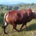 肉牛🐂