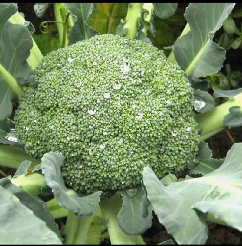 西兰花炎秀西兰花苗耐寒优秀西兰花苗苗场直发