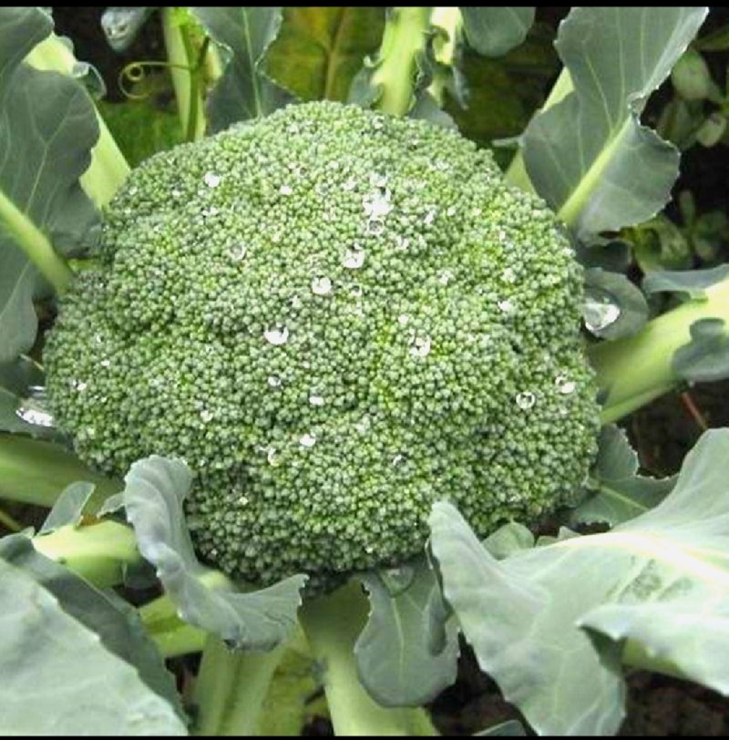 西兰花苗炎秀西兰花苗耐寒优秀西兰花苗苗场直发