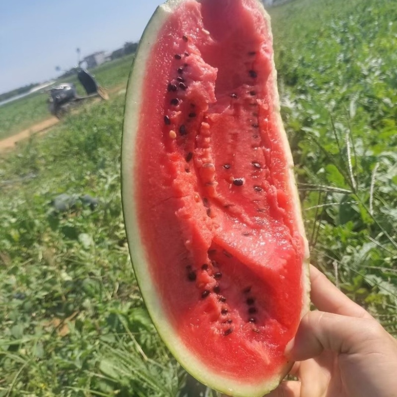 黑美人西瓜，货源充足，供货稳定，可视频看货采购