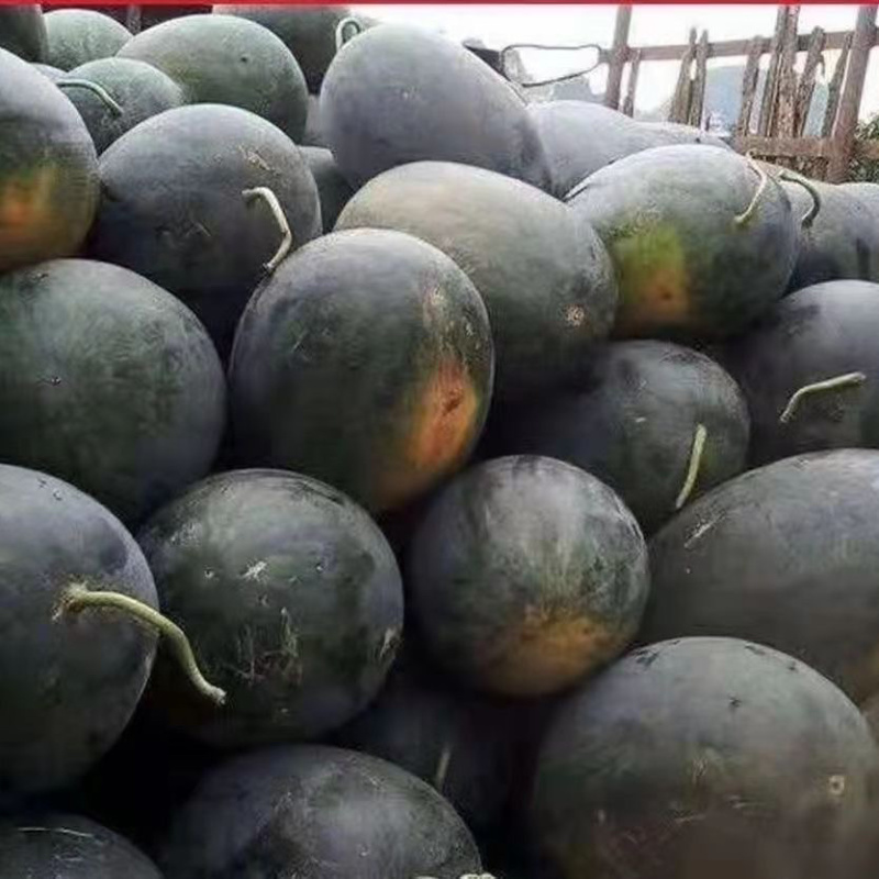 黑美人西瓜，货源充足，供货稳定，可视频看货采购