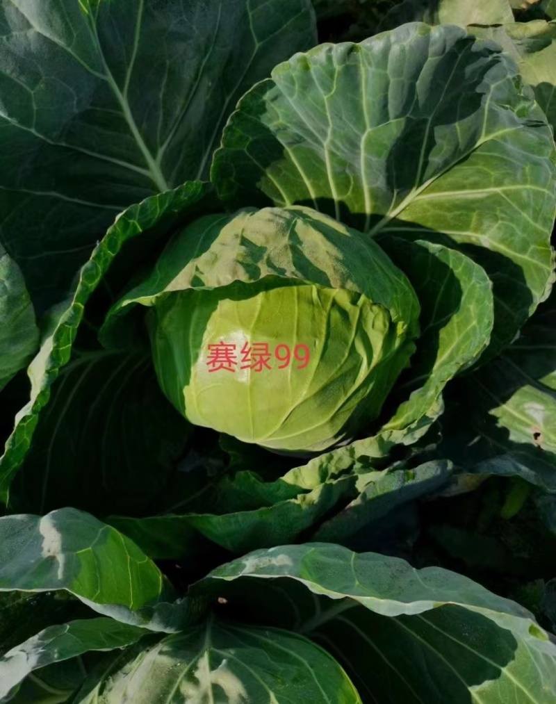 有机菜花苗甘蓝苗西蓝花苗65天80天