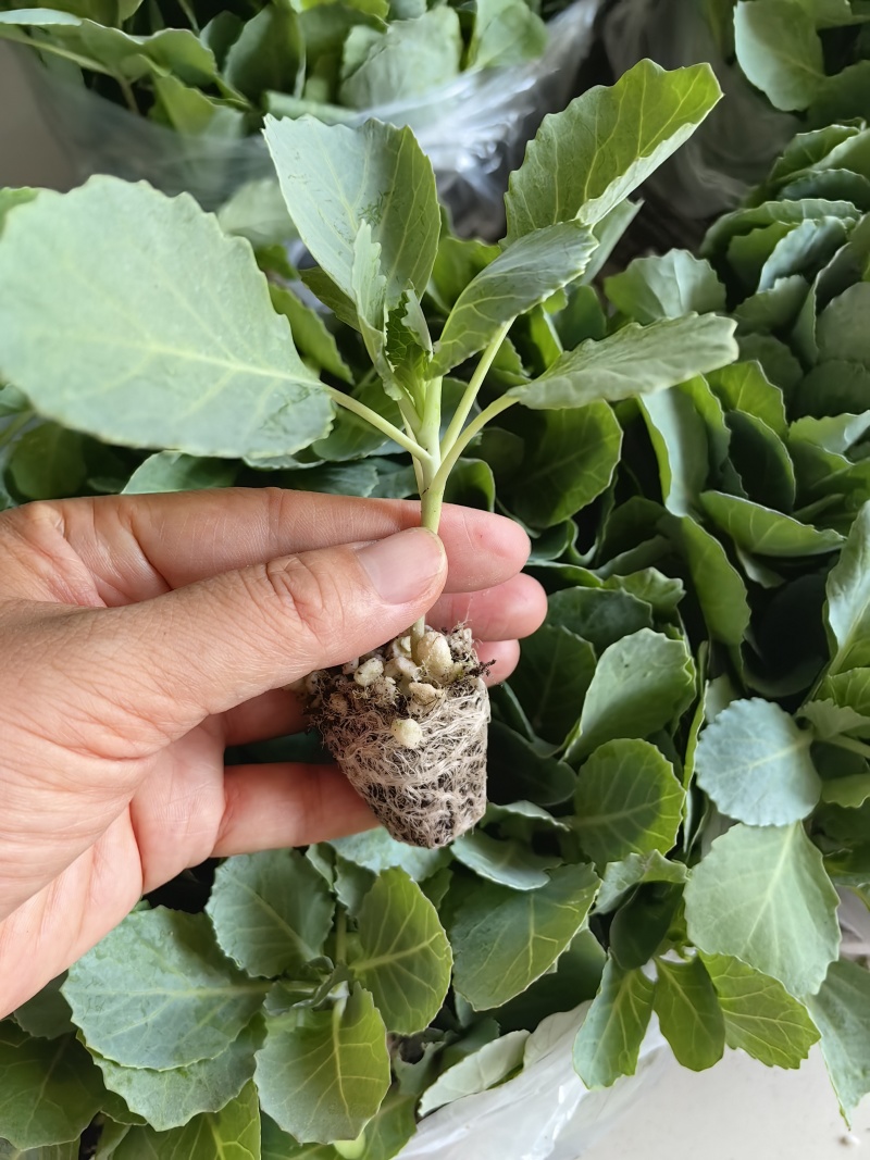 有机菜花苗甘蓝苗西蓝花苗65天80天
