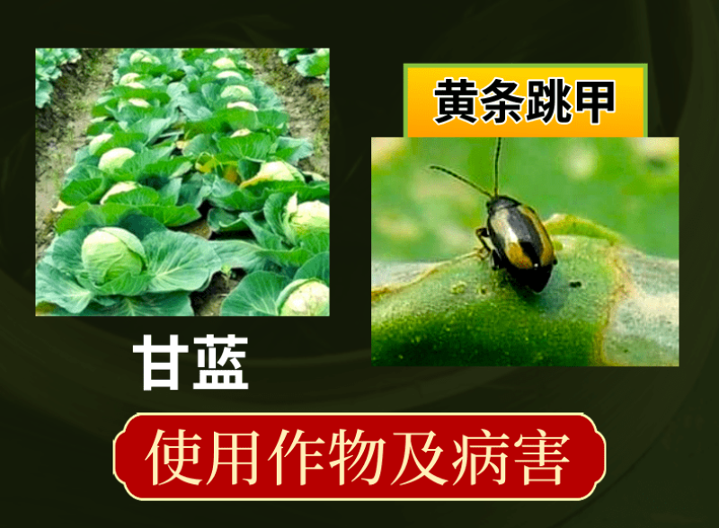 24%阿维氟啶20%联苯噻虫胺跳甲蚜虫刺吸害虫持效期长