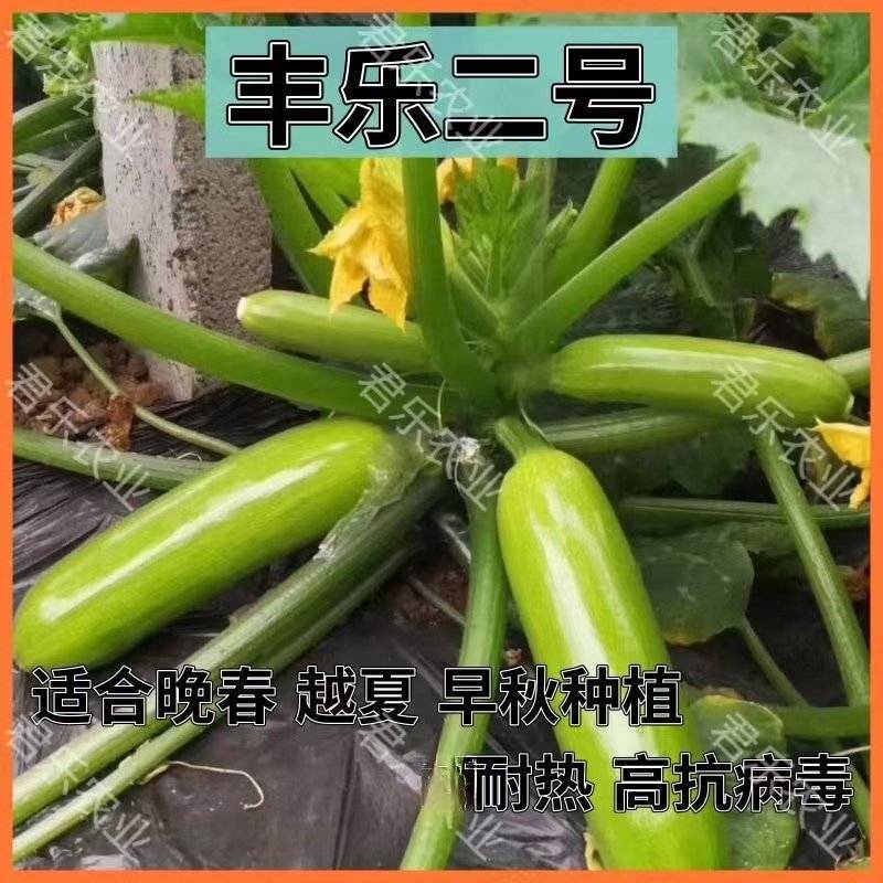 绿条油亮西葫芦种子苗子