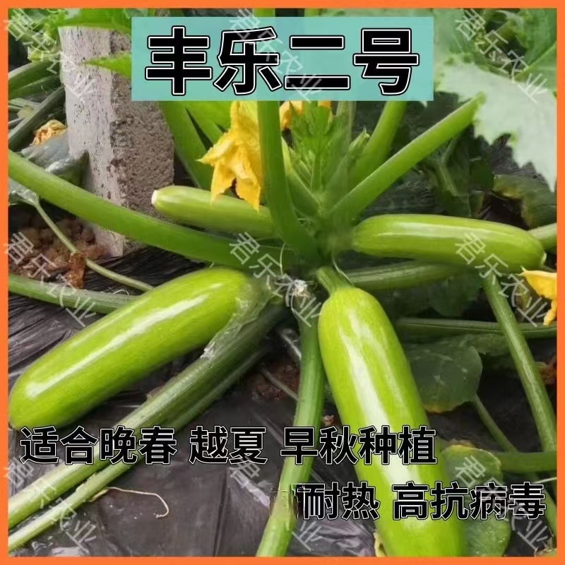 绿条油亮西葫芦种子苗子