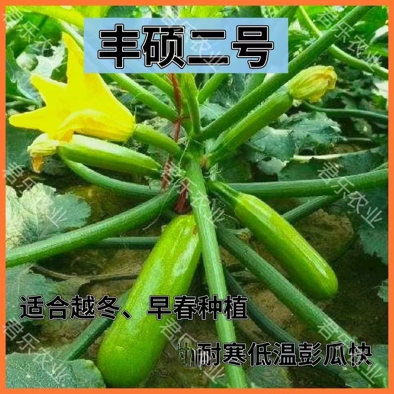 绿条油亮西葫芦种子苗子