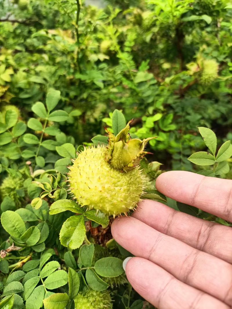 刺梨，果肉脆嫩多汁，带有独特梨香，回甘明显
