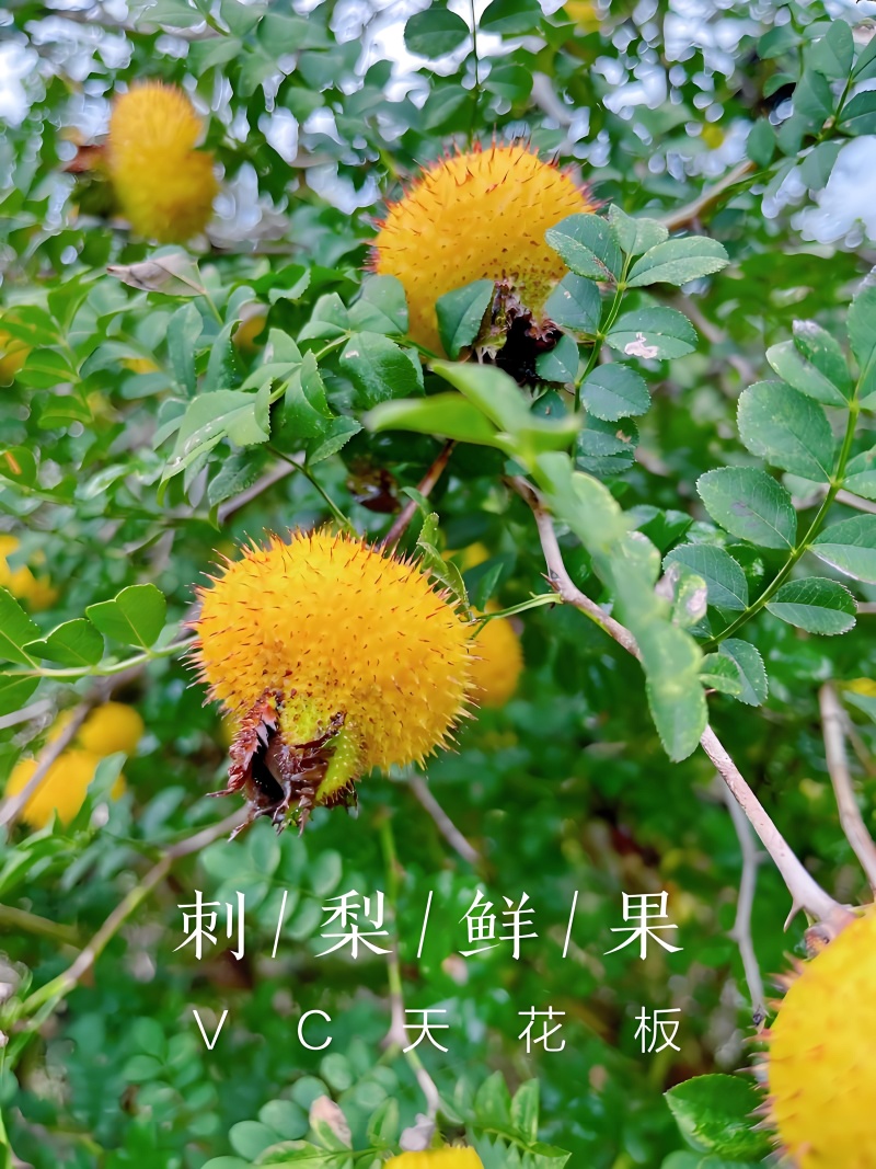 刺梨，果肉脆嫩多汁，带有独特梨香，回甘明显