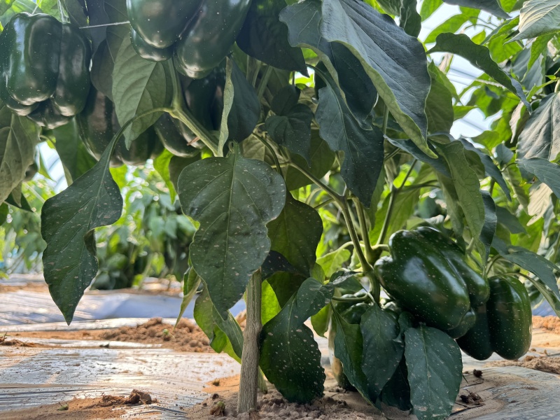 基地种植圆椒对接全国市场量大从优欢迎采购