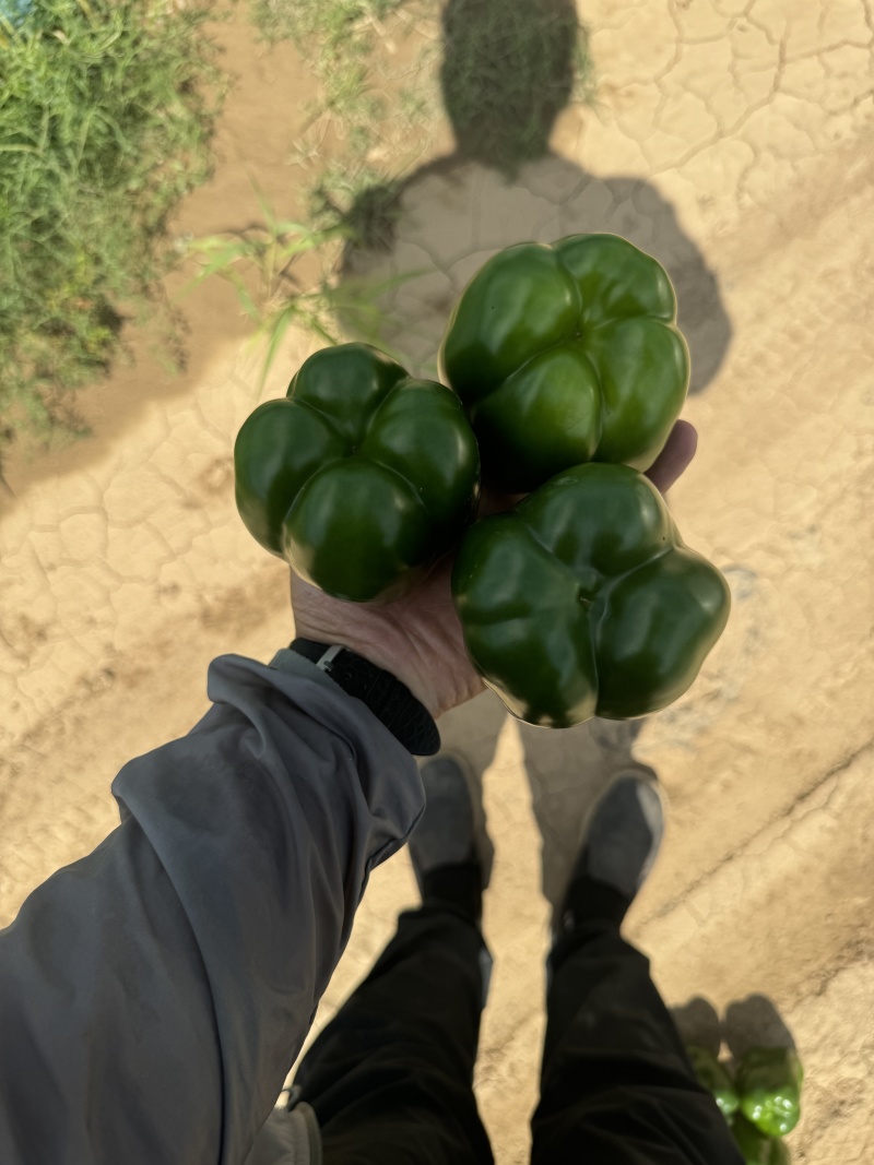 基地种植圆椒对接全国市场量大从优欢迎采购