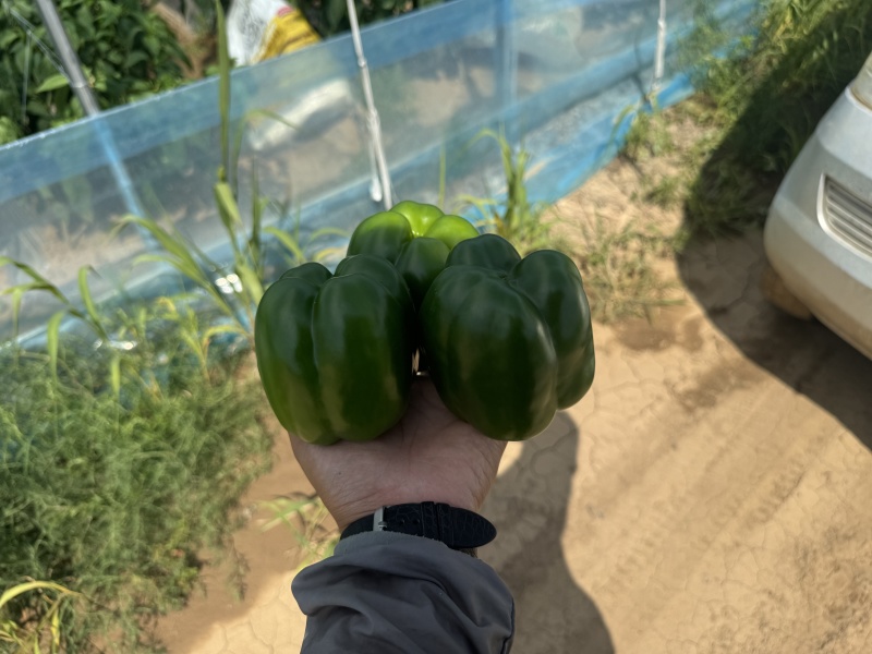 基地种植圆椒对接全国市场量大从优欢迎采购