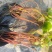 盆栽精品睡莲。