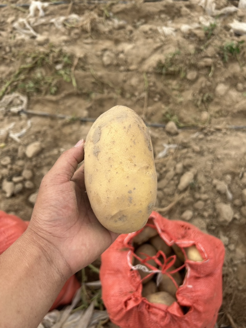 黄皮黄心