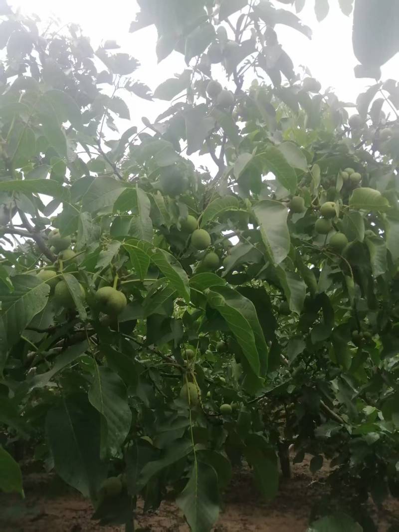 青皮核桃现货供应欢迎采购