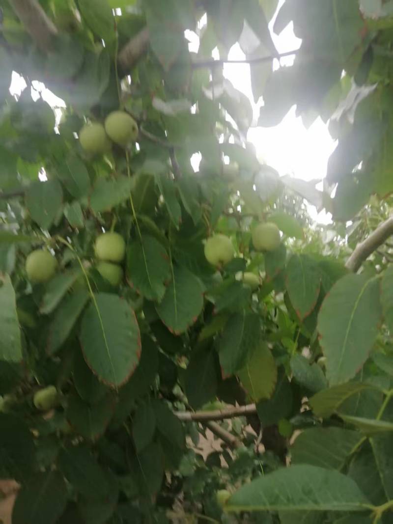 青皮核桃现货供应欢迎采购