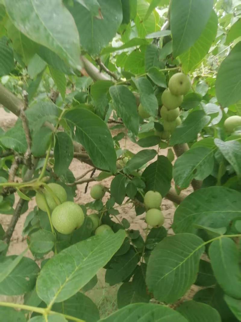 青皮核桃现货供应欢迎采购