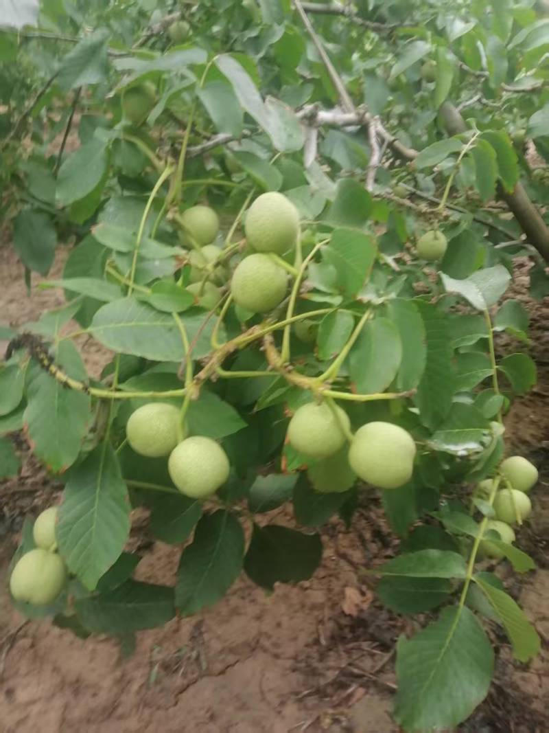 青皮核桃现货供应欢迎采购
