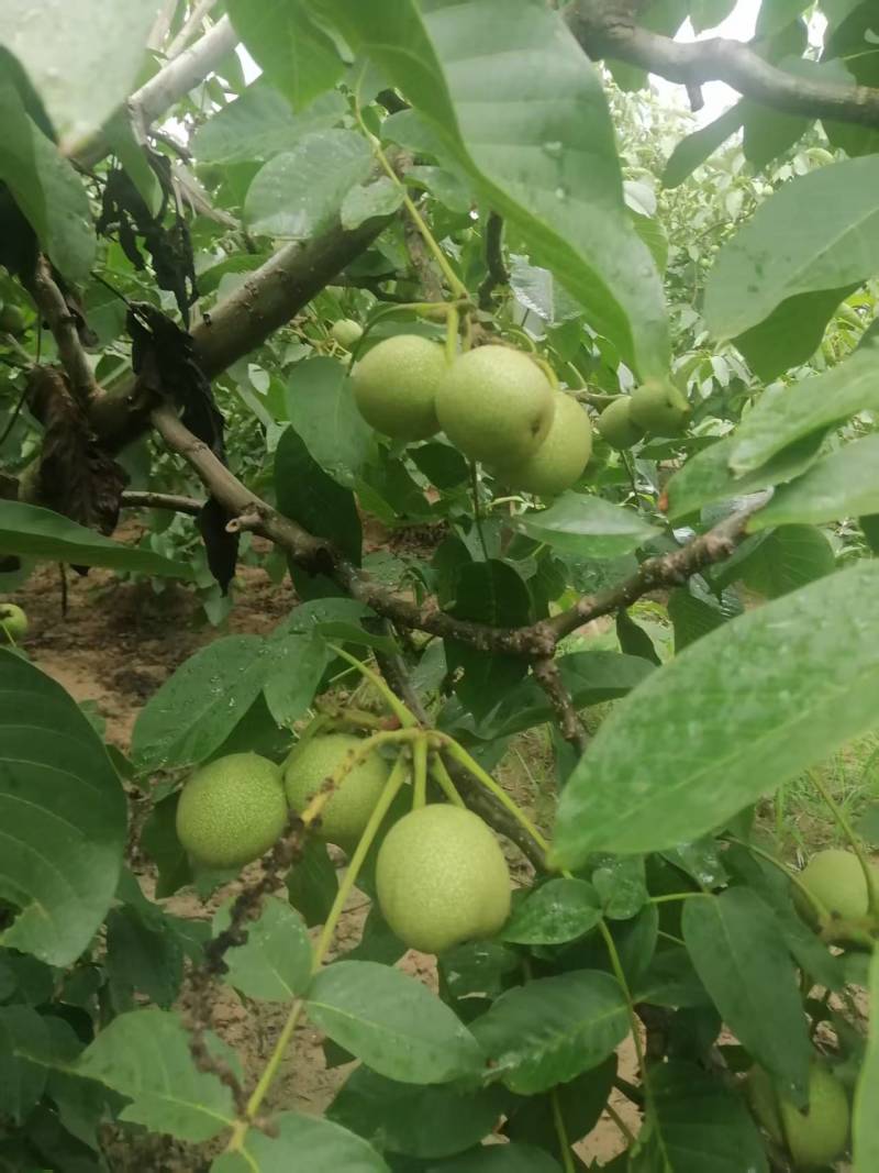 青皮核桃现货供应欢迎采购
