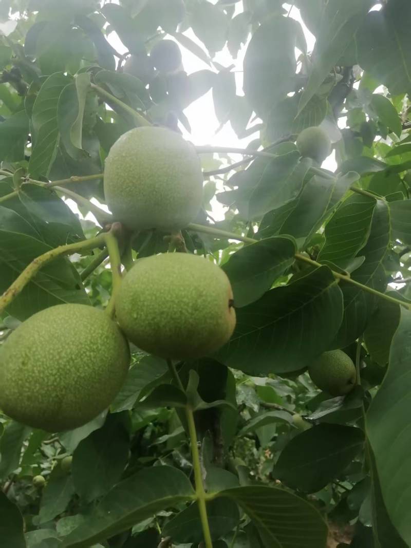 青皮核桃现货供应欢迎采购