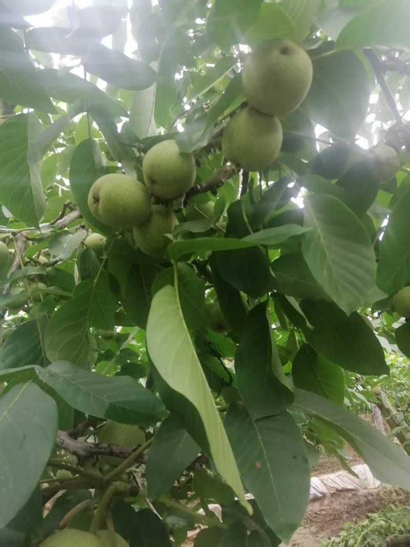 青皮核桃现货供应欢迎采购