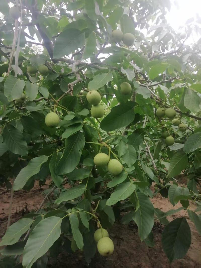 青皮核桃现货供应欢迎采购