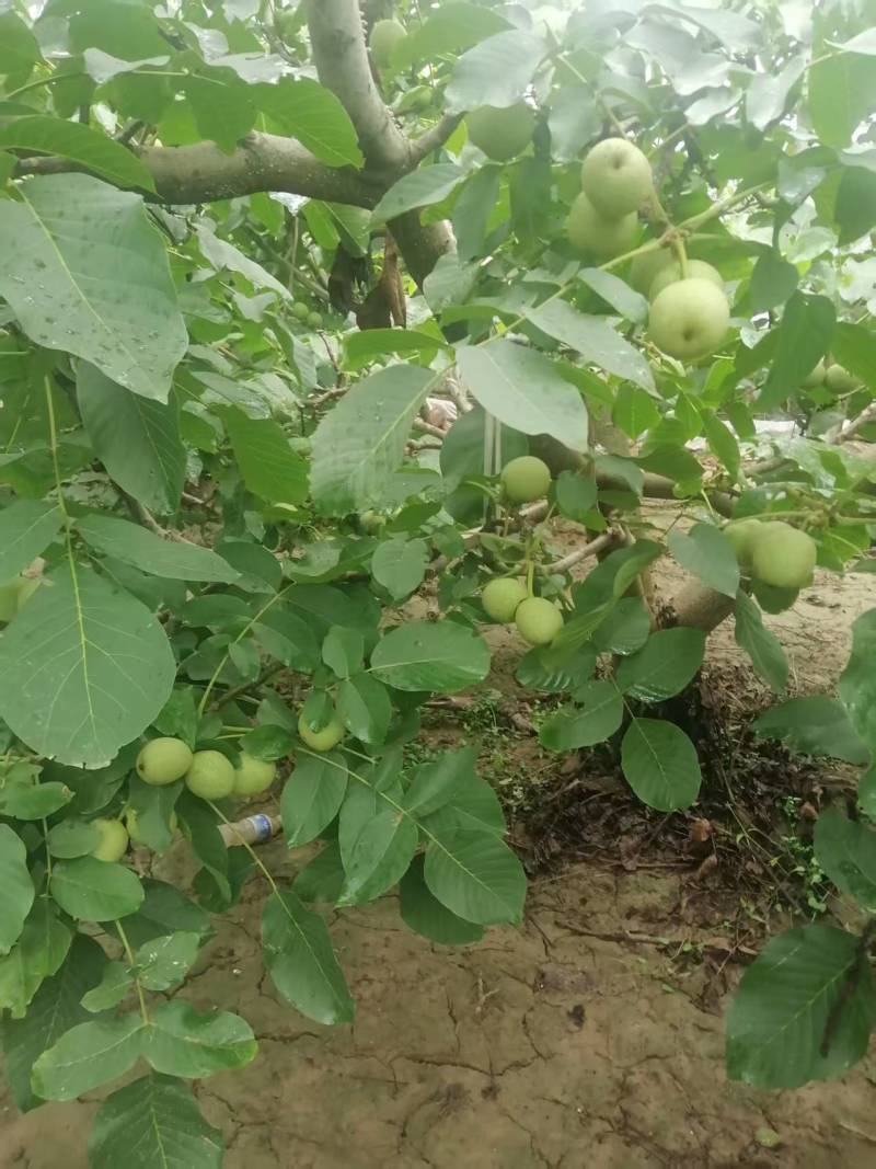 青皮核桃现货供应欢迎采购