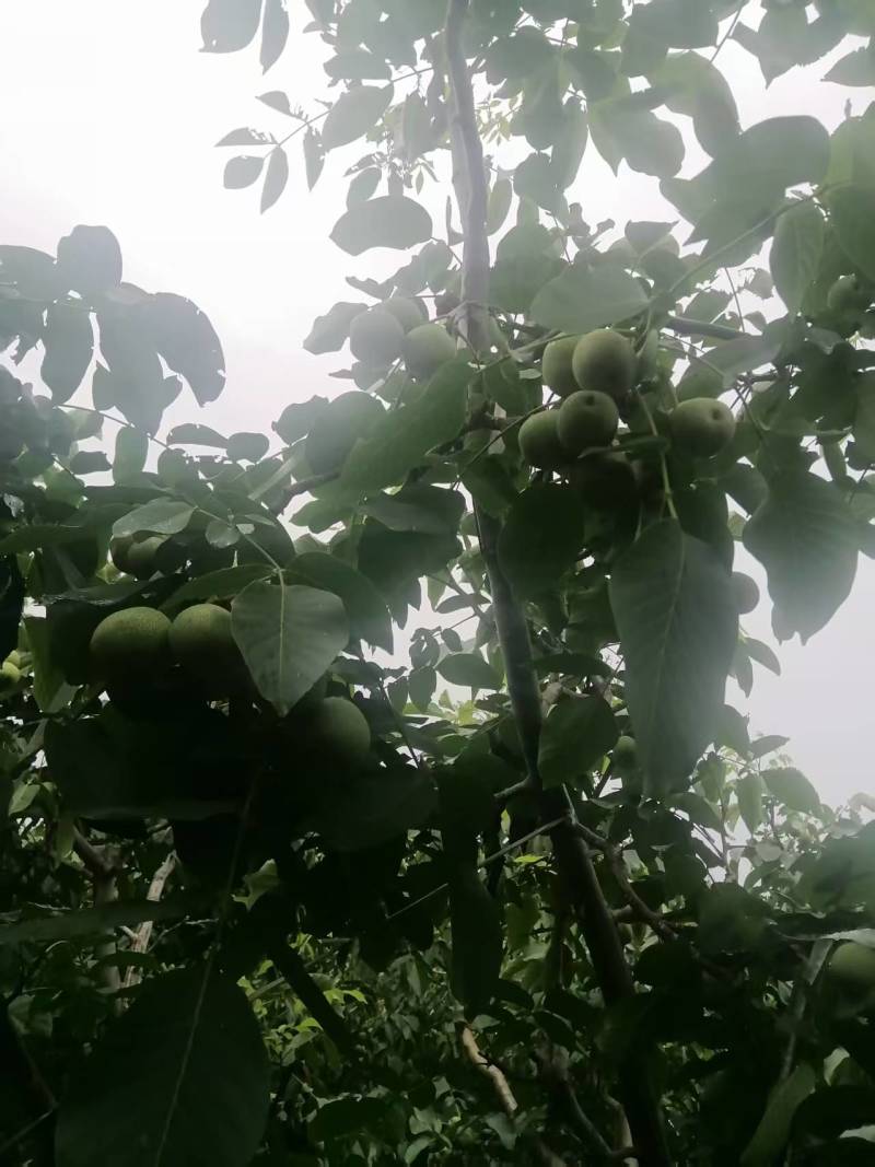 青皮核桃现货供应欢迎采购