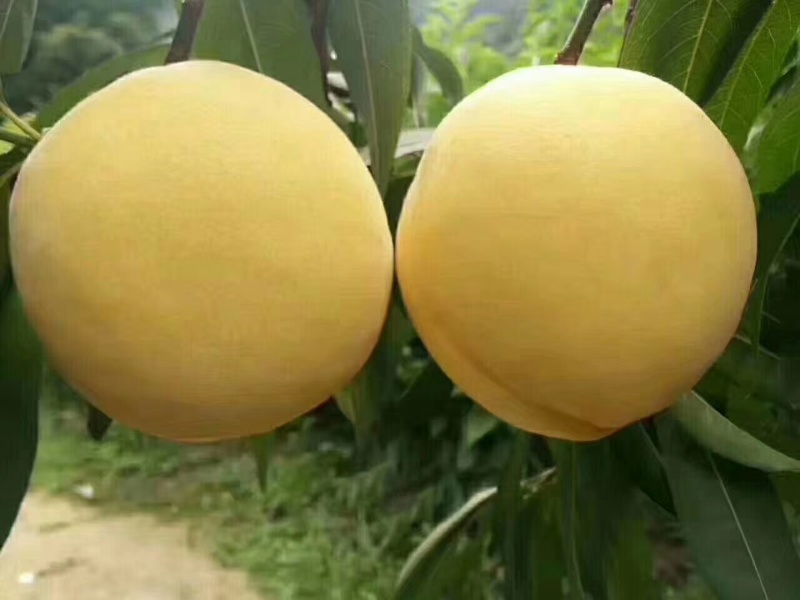 炎陵黄桃