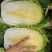 黄心大白菜