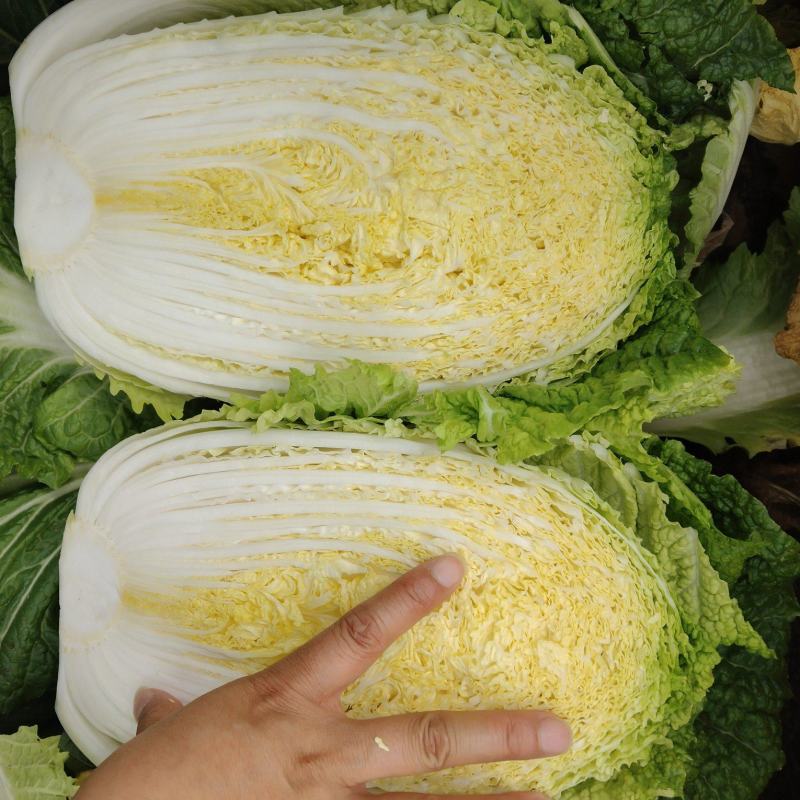 黄心大白菜