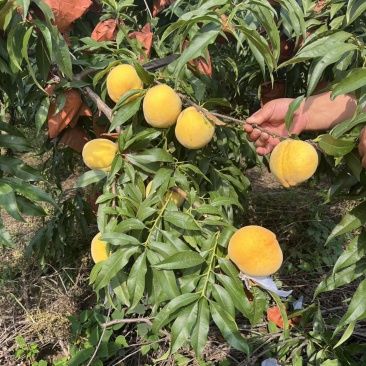 宿迁，精品锦绣黄桃