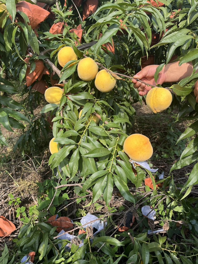 宿迁，精品锦绣黄桃