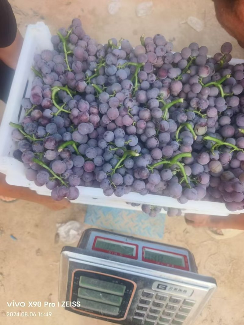 山东纸袋葡萄。产地直发。一手货源充足。万亩葡萄基地。