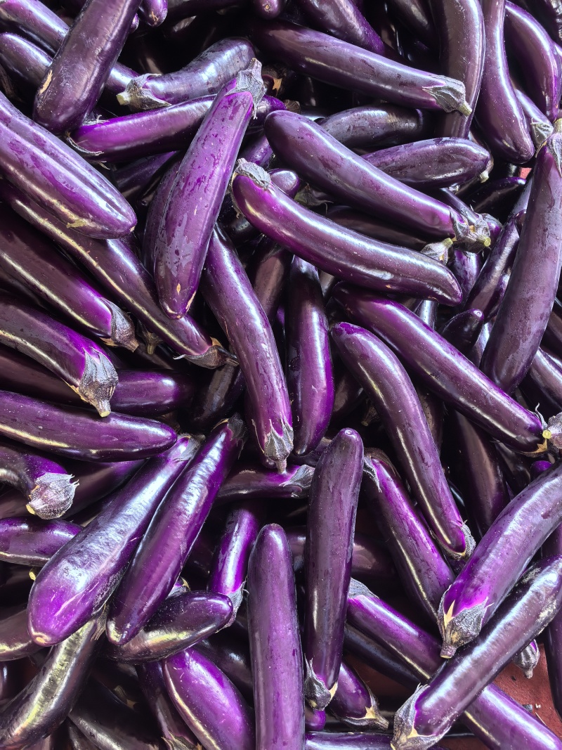 紫长茄、烧烤茄、市场货、电商货、食堂货、欢迎来咨询