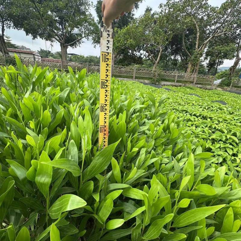 马占相思绿化苗木马占相思基地直供量大优惠