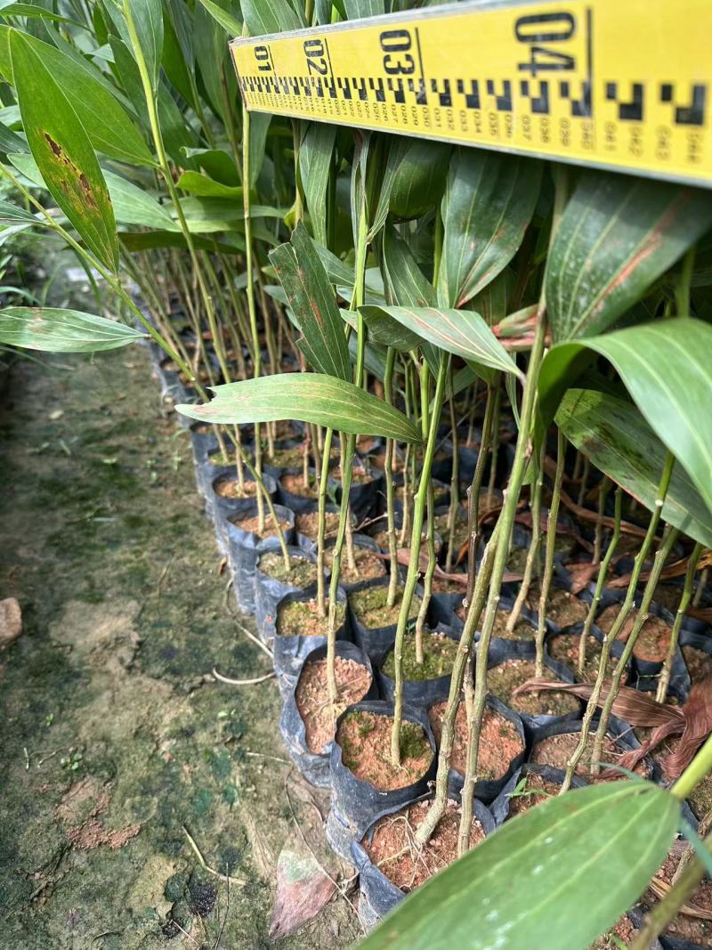 马占相思绿化苗木马占相思基地直供量大优惠