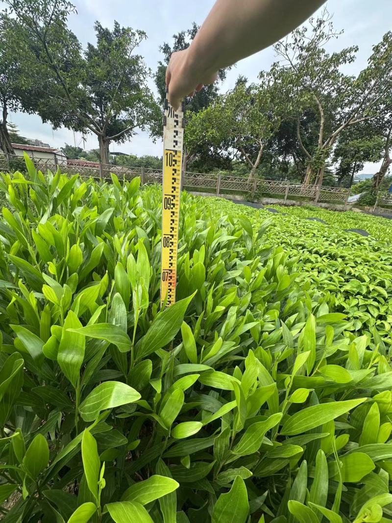 马占相思绿化苗木马占相思基地直供量大优惠