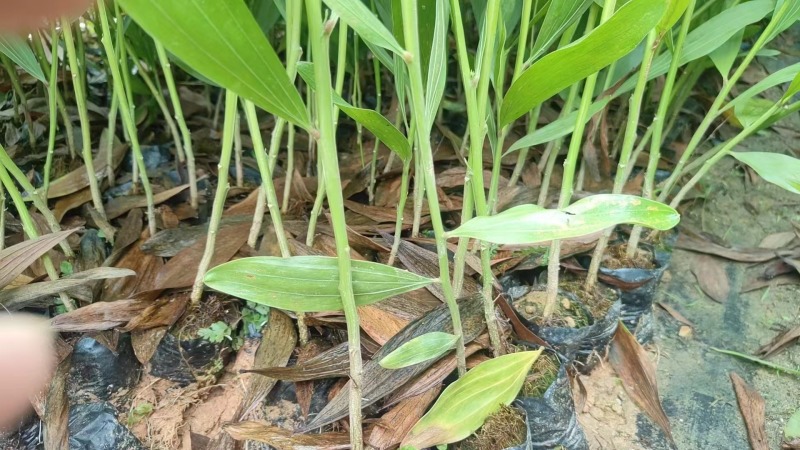 马占相思绿化苗木马占相思基地直供量大优惠