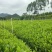 马占相思绿化苗木马占相思基地直供量大优惠