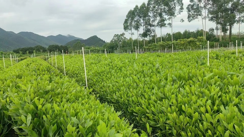 马占相思绿化苗木马占相思基地直供量大优惠