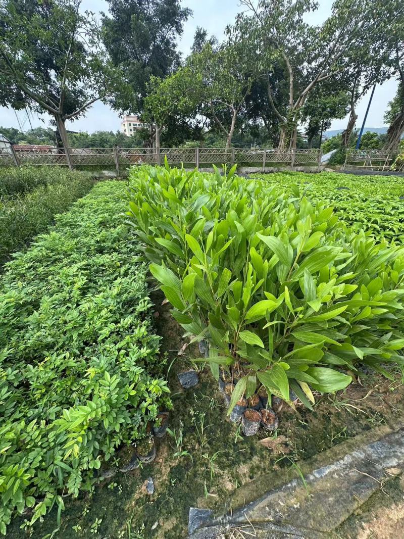 马占相思绿化苗木马占相思基地直供量大优惠